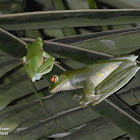 Malabar gliding frog or Malabar flying frog