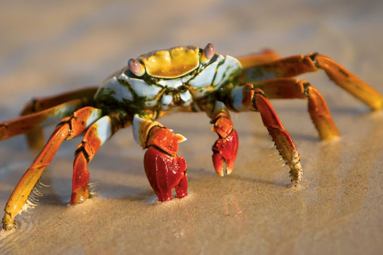 You'll likely spot the remarkably colorful Sally Lightfoot Crab — also known as the Nimble Spray, Short or Urchin Crab — during your sailing to the Galápagos Islands on a Lindblad Expedition.