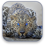 Leopard Free Video Wallpaper Apk