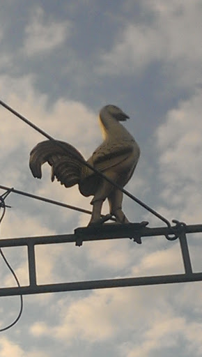 Golden Cock 