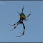 Banded-legged golden orb-web spider