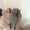 Southern Little Yellow-Eared Bat