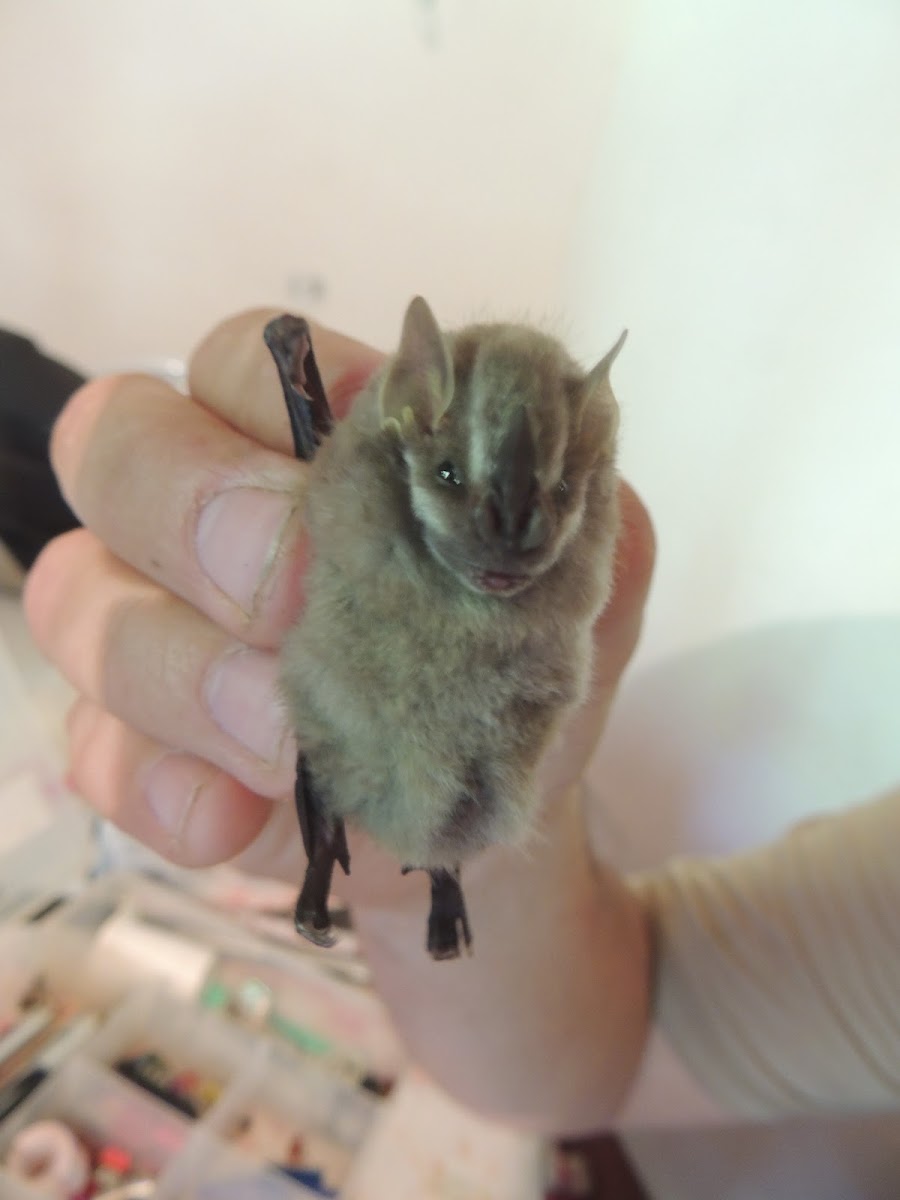 Southern Little Yellow-Eared Bat