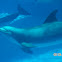 Bottlenose Dolphin