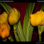 Cradle or Tulip Orchid - Clowes Anguloa