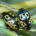 Leaf Beetles