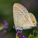 Long Tailed Blue