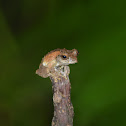 面天樹蛙 / Mein-tain Tree Frog