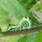 Hitched Arches (larva)