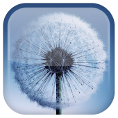 Galaxy S3/S5 Kertas Dinding