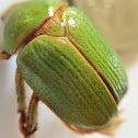 Green Christmas Beetle