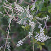 Common Bee-brush, Whitebrush
