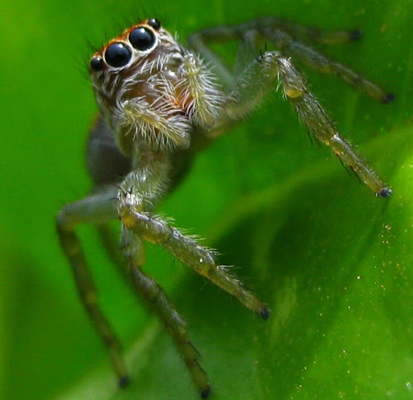 Jumping Spider | Project Noah