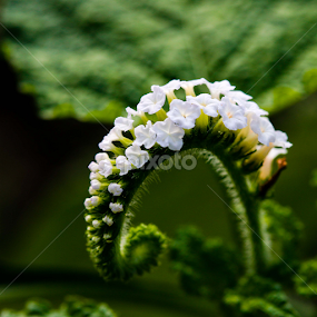 A Loop in Time by Michael Pua - Flowers Flowers in the Wild