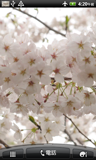 桜の花 壁紙 無料版FREEフリー