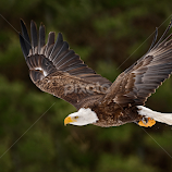Eagle in Flight, #3 (Burian) by Peter K. Burian -  