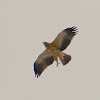 Booted Eagle