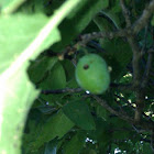 Mexican plum