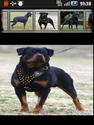 【免費娛樂App】Cachorros Rottweiler-APP點子