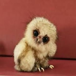 Animales Bebes Tiernos 11 0 0 Apk Free Entertainment Application