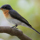 Leaden Flycatcher ( Female )