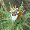 Pale Shoulder Moth / Malveneule