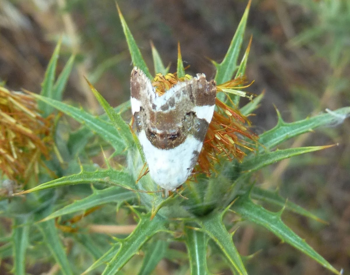 Pale Shoulder Moth / Malveneule