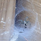 Male funnel web spider