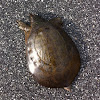 Florida Softshell Turtle