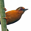 White-browed Piculet