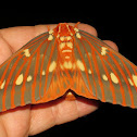 Royal Walnut moth, female
