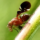 Picture-winged fly