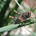 Lone Star Arthropods