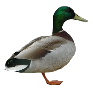 Duck Call Free.apk 1.1