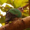 Common Emerald Dove (male)