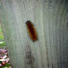 Wooly mammoth caterpillar