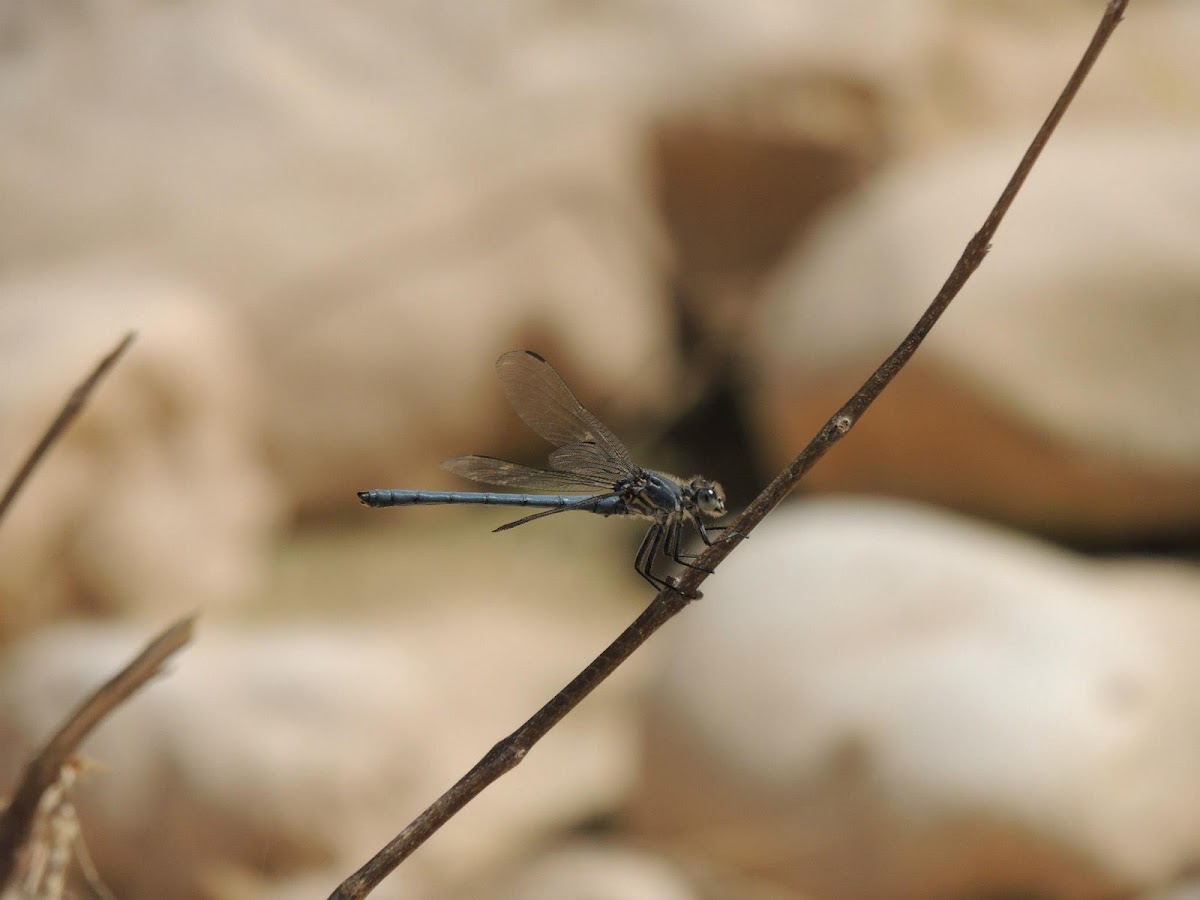 Odalisque dragonfly