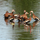 Black-Bellied Whistling-Duck