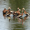 Black-Bellied Whistling-Duck