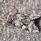 Sphinx moth