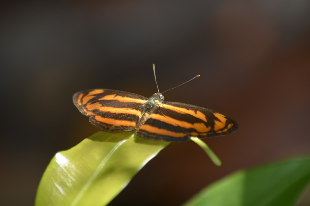 Common Lascar  Butterfly