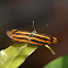 Common Lascar  Butterfly