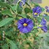 Blue potato bush (EN) Solano de flor azul (ES)