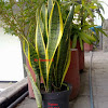 Snake Plant / Lidah Mertua / mother-in-law's tongue