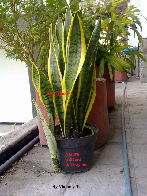 Snake Plant / Lidah Mertua / mother-in-law's tongue