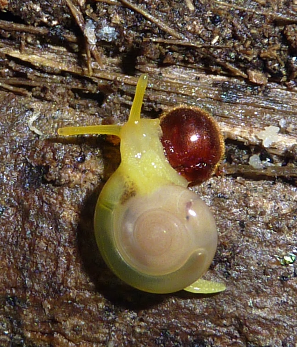 Caracol terrestre