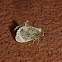 Elegant Tailed Slug Moth