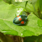 Four spotted Tortoise beetle