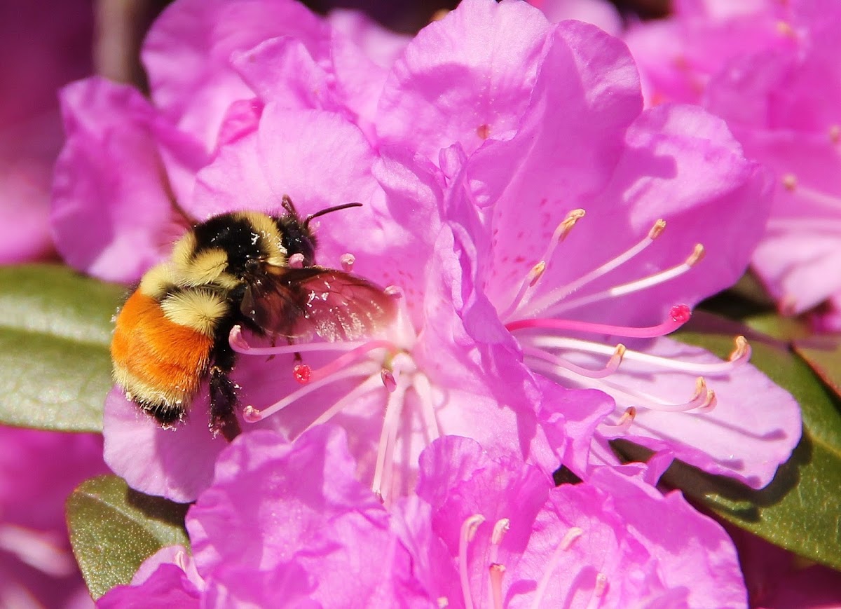 Orange-Belted Bumble Bee