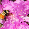 Orange-Belted Bumble Bee